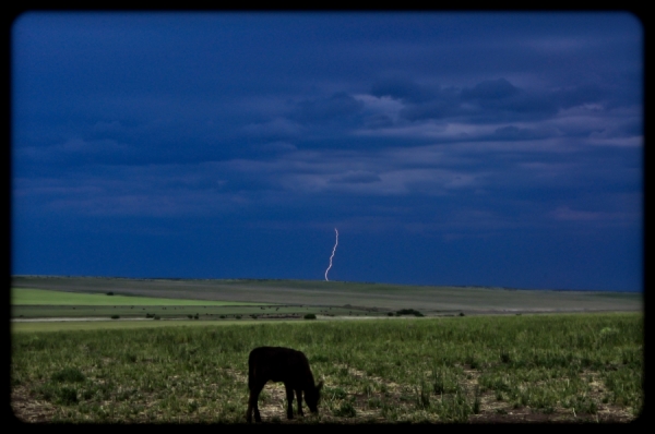 Photograph Adrien De Bontin Cow And Lightning on One Eyeland